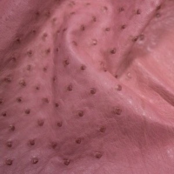 OSTRICH LEATHER - VARIOUS COLOURS
