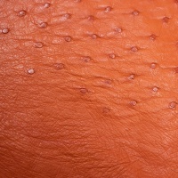 OSTRICH LEATHER - VARIOUS COLOURS thumbnail