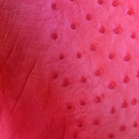 OSTRICH LEATHER - VARIOUS COLOURS thumbnail